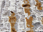 ARMODIES 18822 020