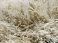RHAPSODY 25-01 101 Круг V