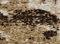 SUNRISE 2 D458 BEIGE Овал