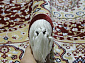 MASHAD PRESTIGE 02358A RED Овал