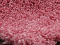 SHAGGY ULTRA s600 PINK