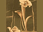 OPAL  SKYLLA  oлива