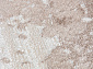 ALABAMA F174 LIGHT BEIGE