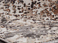 QUARES 31604 110 MULTI