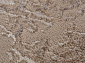ALABAMA F175 BEIGE