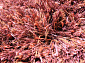 RHAPSODY 25-01 308 V