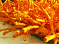 длинноворсовый Шегги TW orange КРУГ/ОВАЛ 