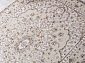 IRIS MP21 CREAM