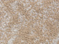 PRAGA 06022A TOZ GRI / BROWN Овал
