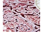 BAROQUE 18617 010