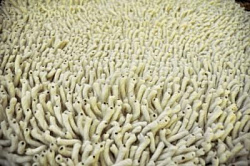 Ковер из 100% новозеландской шерсти EYE SHAGGY айвори 