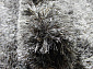 RHAPSODY 25-01 905 Круг V