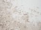 Planeta 0162A Cream-Brown