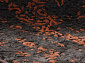 VISKONTI 30600A_BH6_17 BLACK / RED