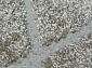 STORM VR50 CREAM
