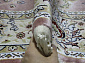 MASHAD PRESTIGE 02847A L.PINK / L.PINK Овал