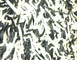 Ковер длинноворсовый Шегги TW black-white