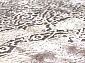 ARMODIES 18945 020
