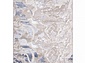 Ковровая дорожка PERU D070A D.GREY SHIRINK / BLUE FDY
