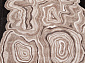 SAFIR 00841A BROWN / BROWN