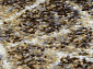 SUNRISE 2 D461 GRAY-BEIGE Овал