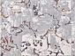 PAMIR 7351A L.GREY / L.GREY