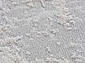 LUCCI P1569 L.GRAY / L.GRAY