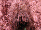 RHAPSODY 25-01 308 V