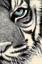 детский FUNKY TOP PAN grey