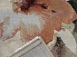с цветами ARGENTUM 63421 7474