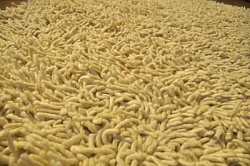 Ковер LABOS айвори 