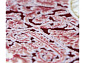 BAROQUE 18617 010