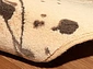  ALABASTER Kianta W linen