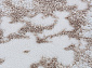 Ковровая Дорожка ALABAMA F177 LIGHT BEIGE