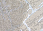 Ковровая Дорожка LIMAN F164 CREAM-BLUE