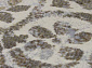 ARGENTUM 63375 6252 V