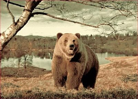Фауна 149 Медведь