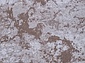LARINA 133419 01