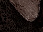 Мутон АВ LEOPARD BROWN