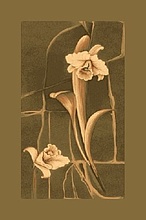 OPAL SKYLLA oлива