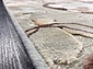 Рельефный ковер из вискозы GENOVA Цветы 38182 6626 90 Овал