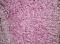 шегги Rainbow Shaggy PC00 rose